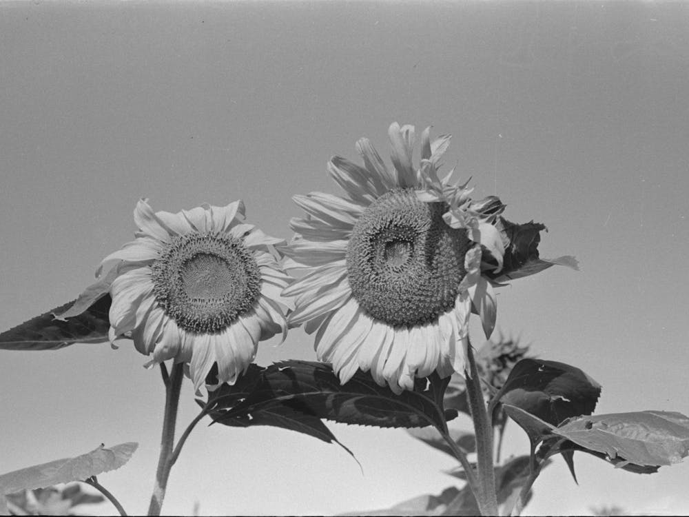 New Madrid County, Missouri,Sunflower Heads In Field, Southeast Missouri Farms By Russell Lee