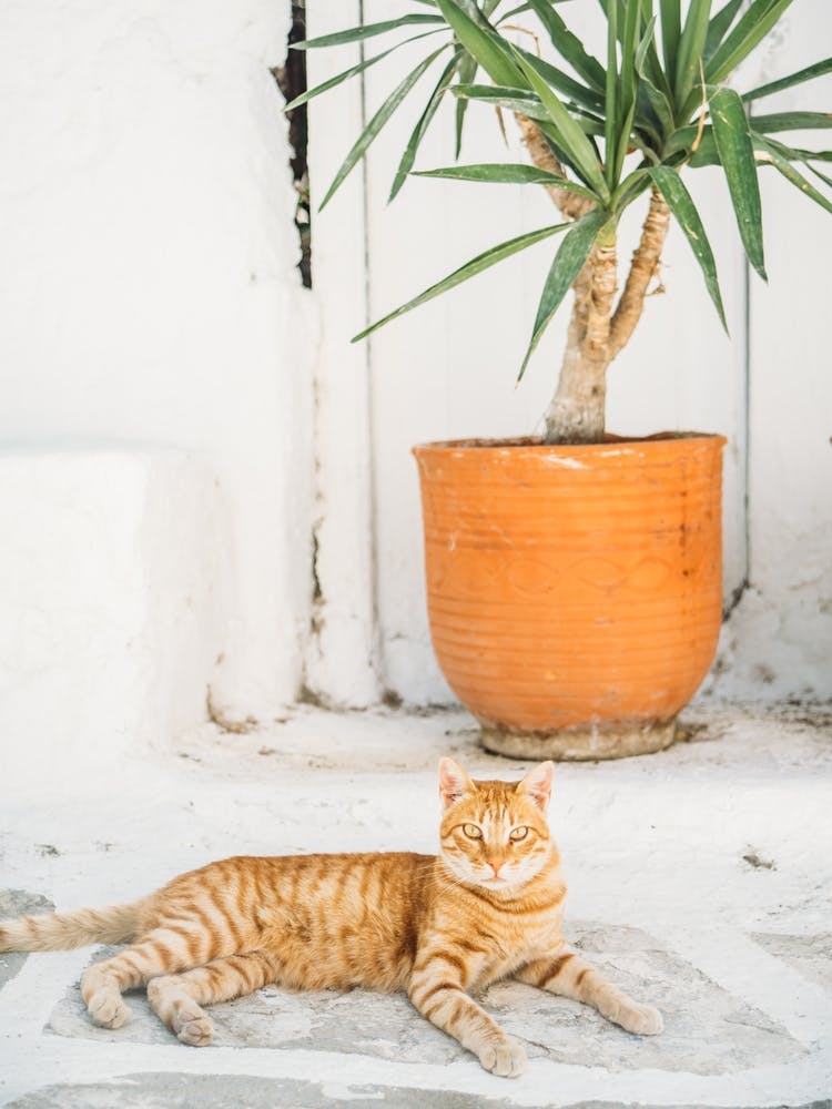 Ginger Cat In Greece