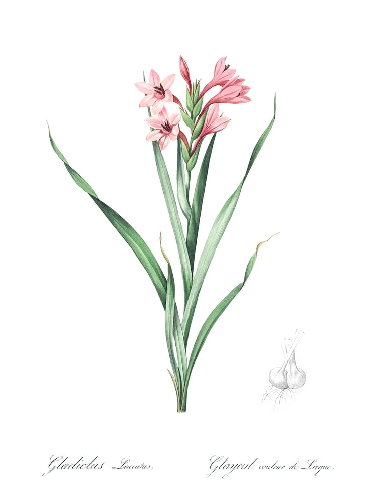 Sword Lily, Pierre Joseph Redoute