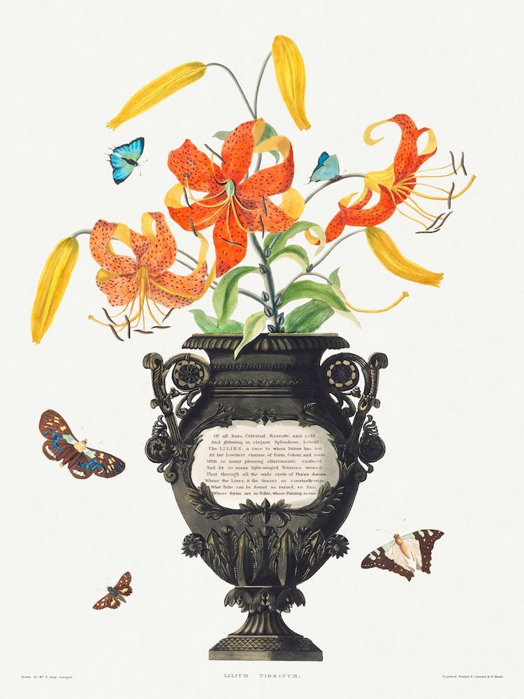Tigerlilie und Schmetterlinge, Robert Havell