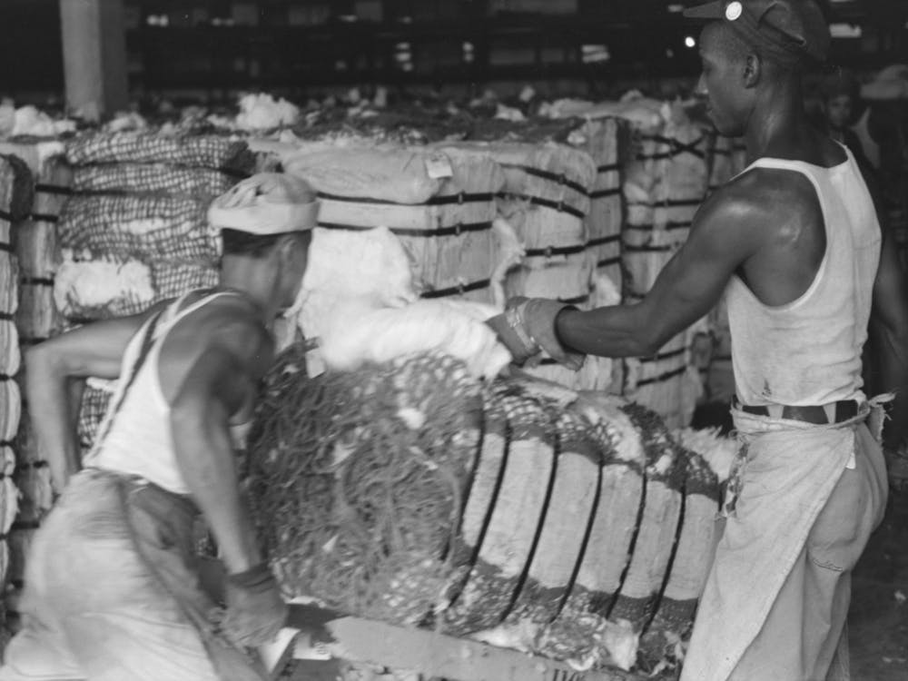Man Slashes Bale Of Cotton To Take Sample As It Passes Him On A Hand Truck, Cotton Compress, Houston