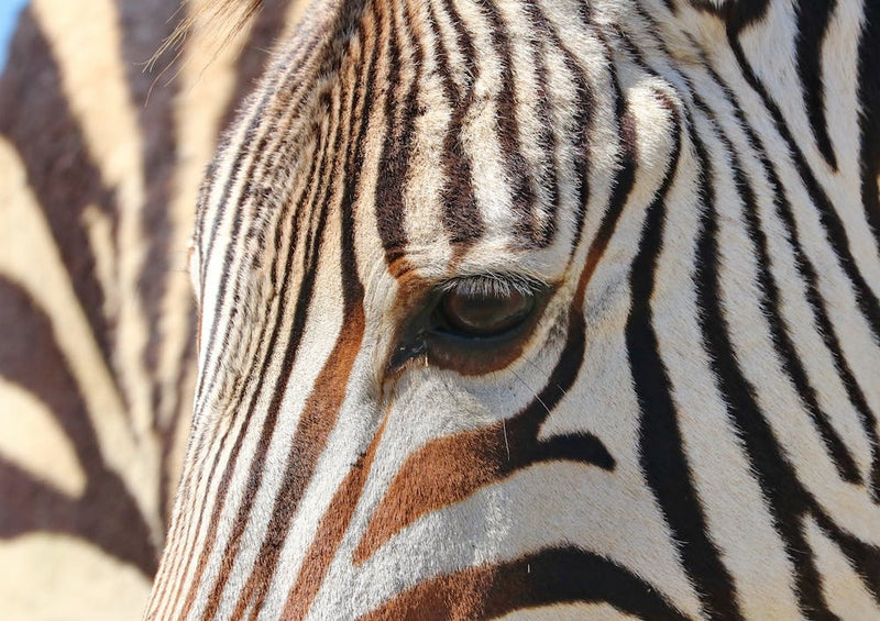 Zebrastreifen