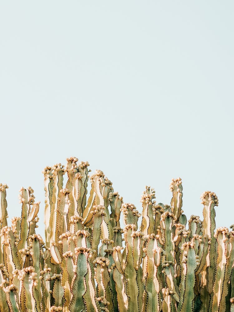 Sunny Cactus