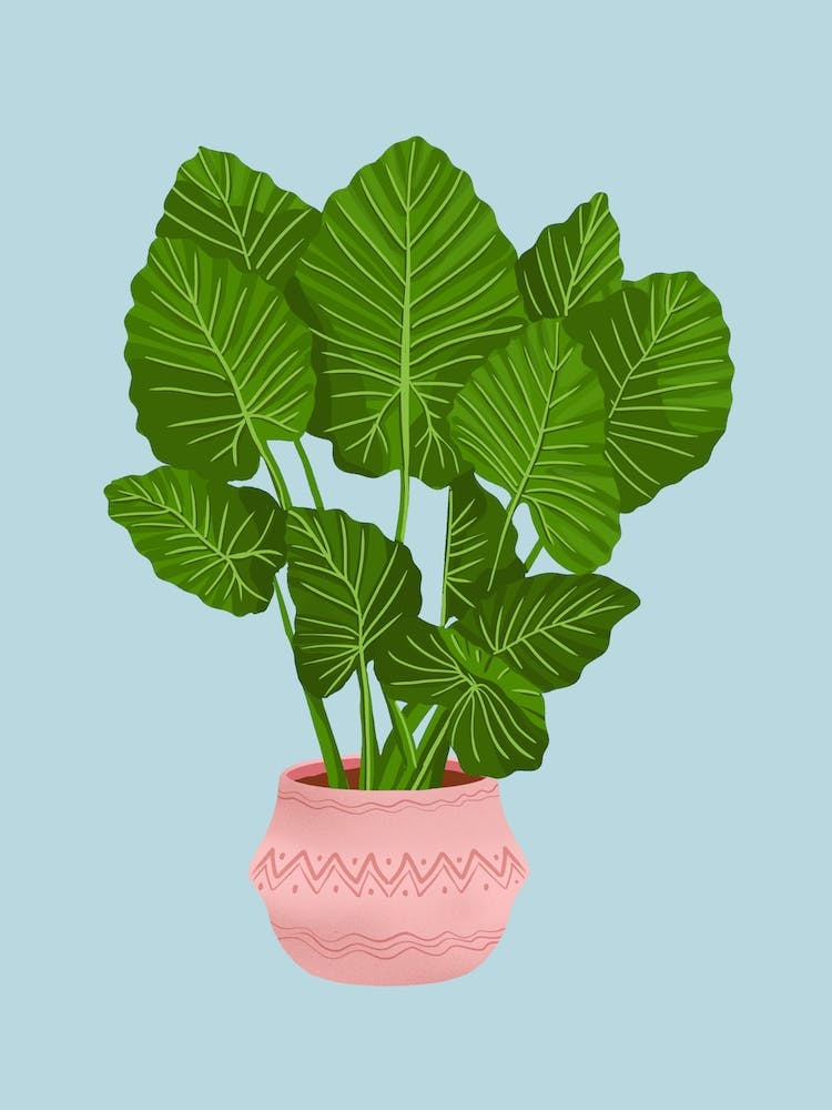 Philodendron Glorium On Blue