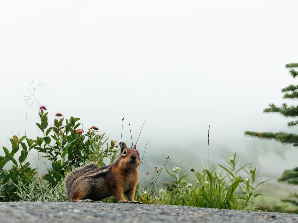Little Chipmunk