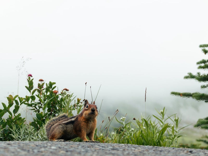 Little Chipmunk