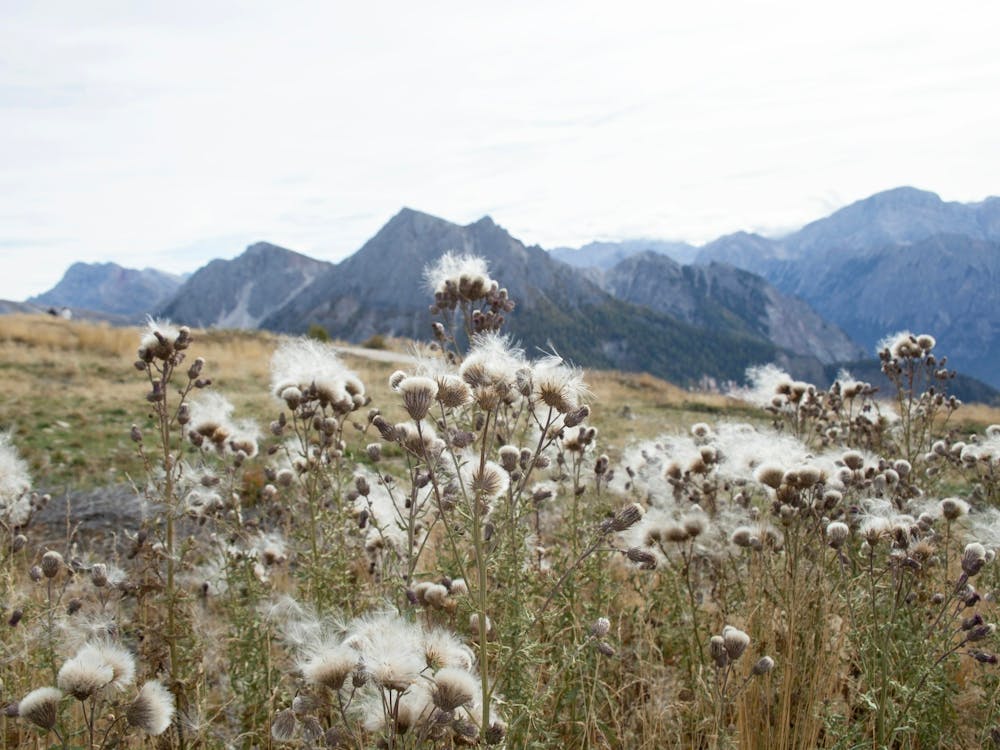 Dolomites Pappus