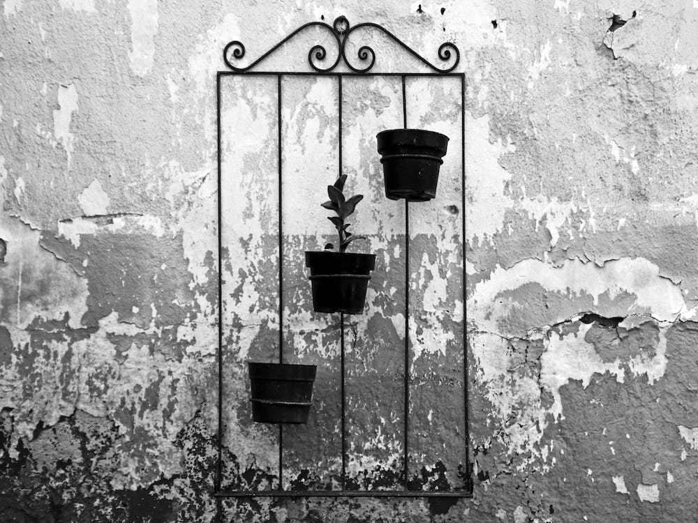 Queretaro Wall Plants Bw