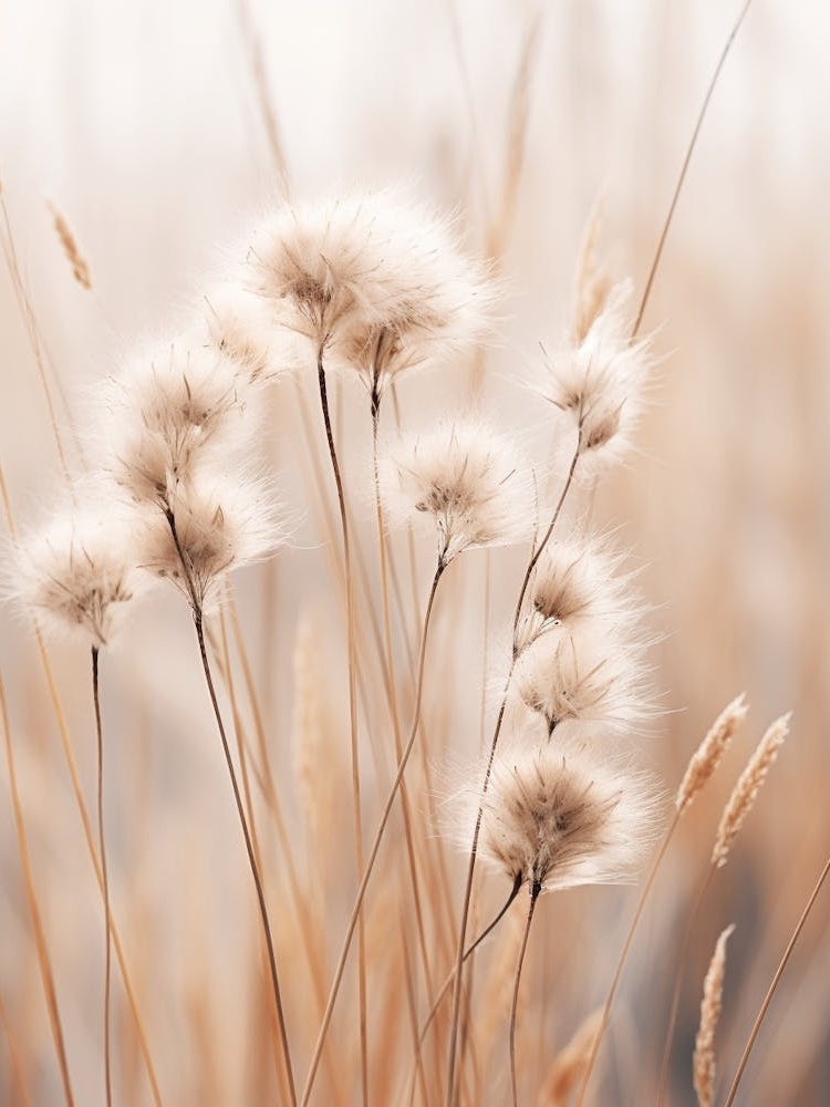 Boho Dried Flowers Flax Flower 2