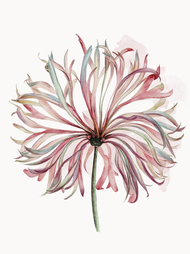 Chrysanthemum