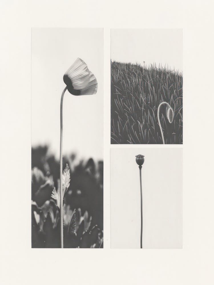 Poppy Flower Photo Collage 3