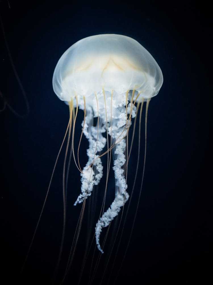 Jellyfish