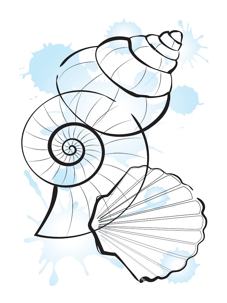 Line Art Shells