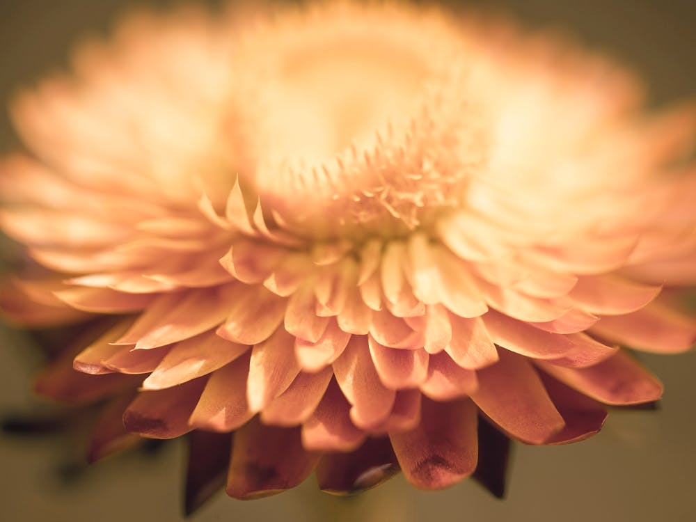 Chrysanthemum 1