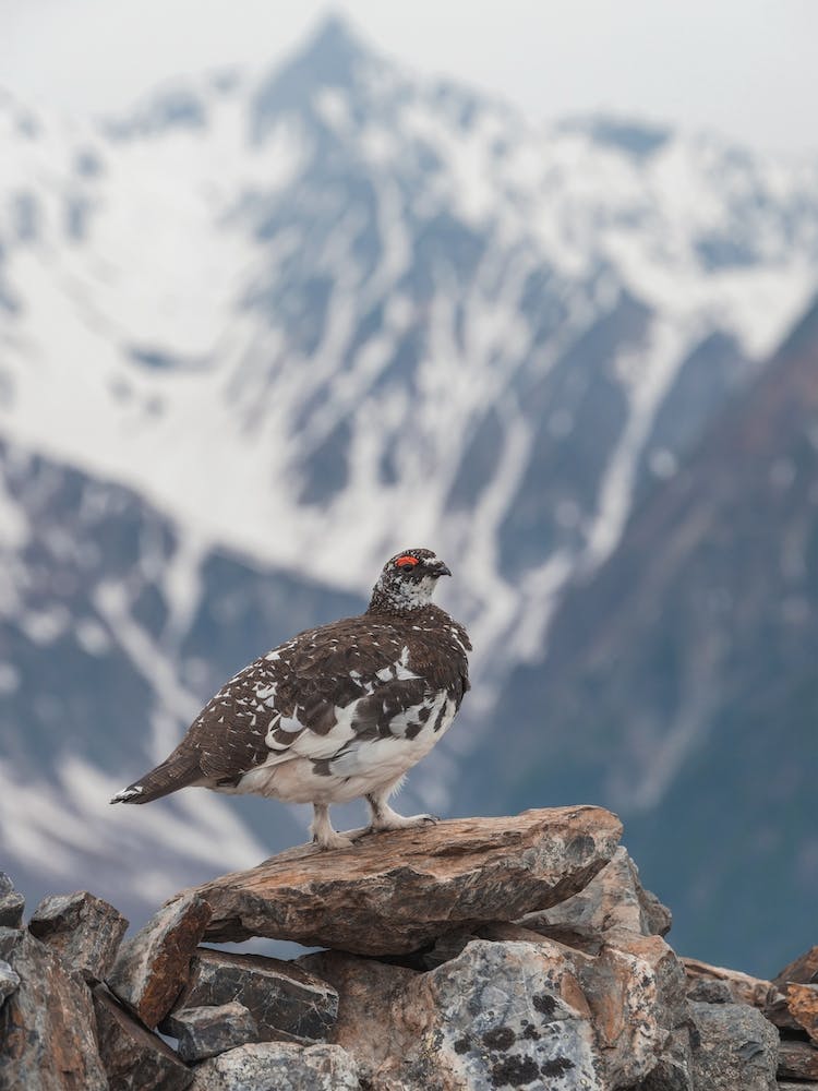 Ptarmigan Mountain Scenery