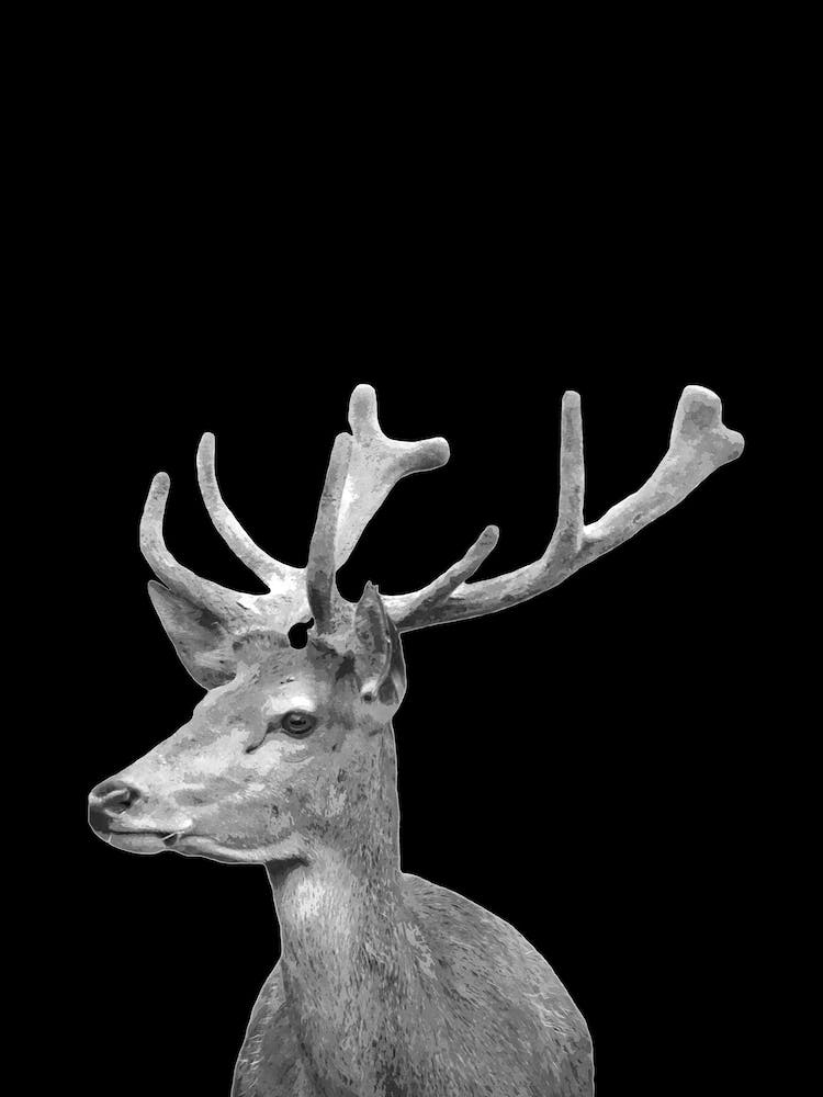 Black and White Deer 
