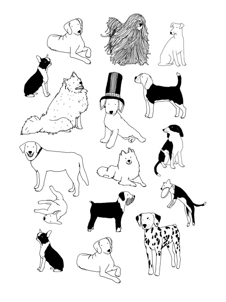 Black And White Dogs