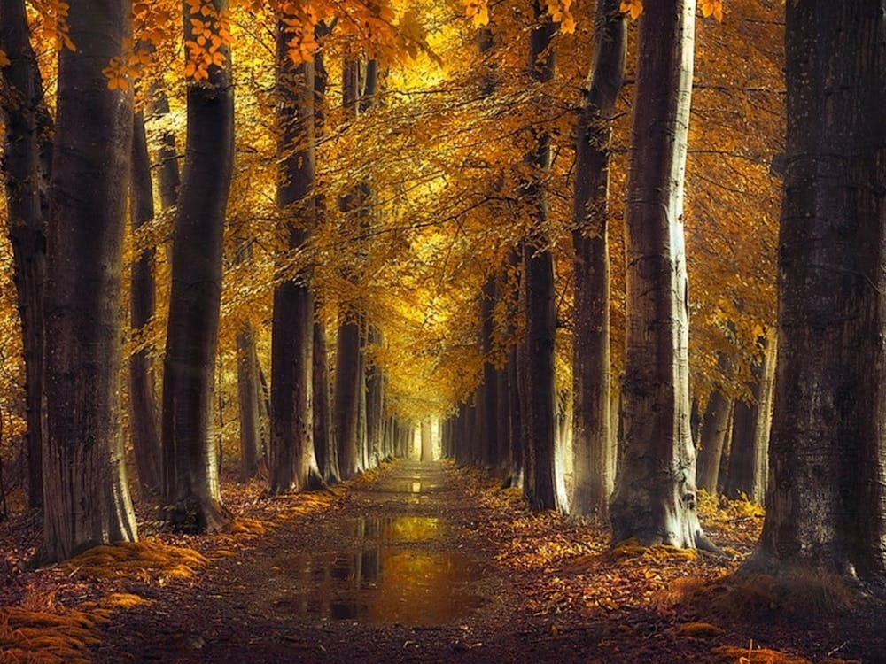 Autumn Forest 4