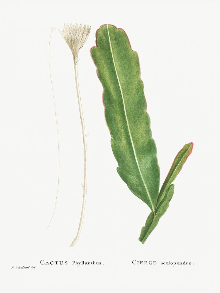 Cactus Phyllanthus, Pierre Joseph Redoute