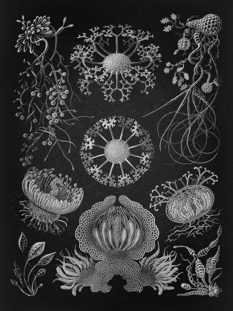 Vintage Haeckel 14 Tafel 73 Schlauchpilze