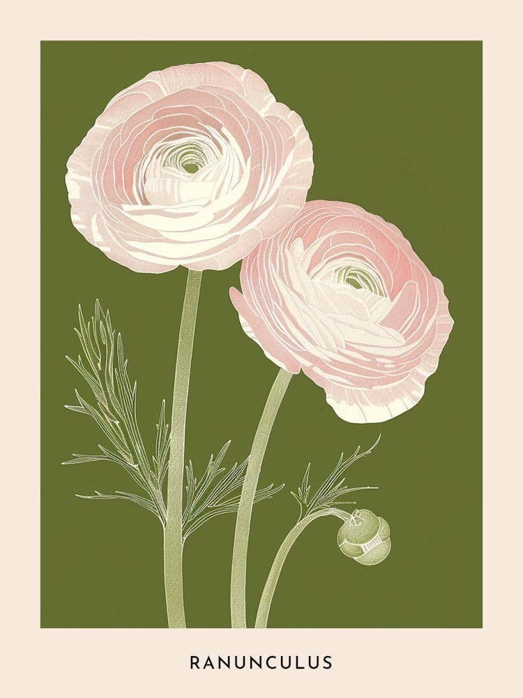 Pink & Green Ranunculus 2 Flower Poster
