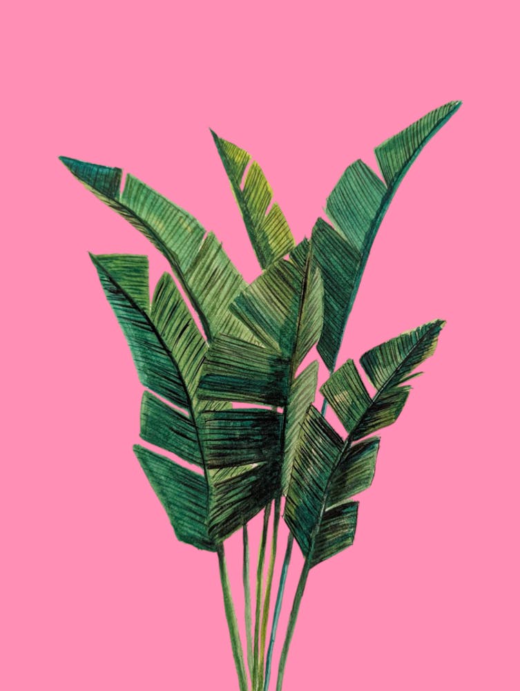 Houseplant Botanical Pink Green Watercolour Illustration Tropical
