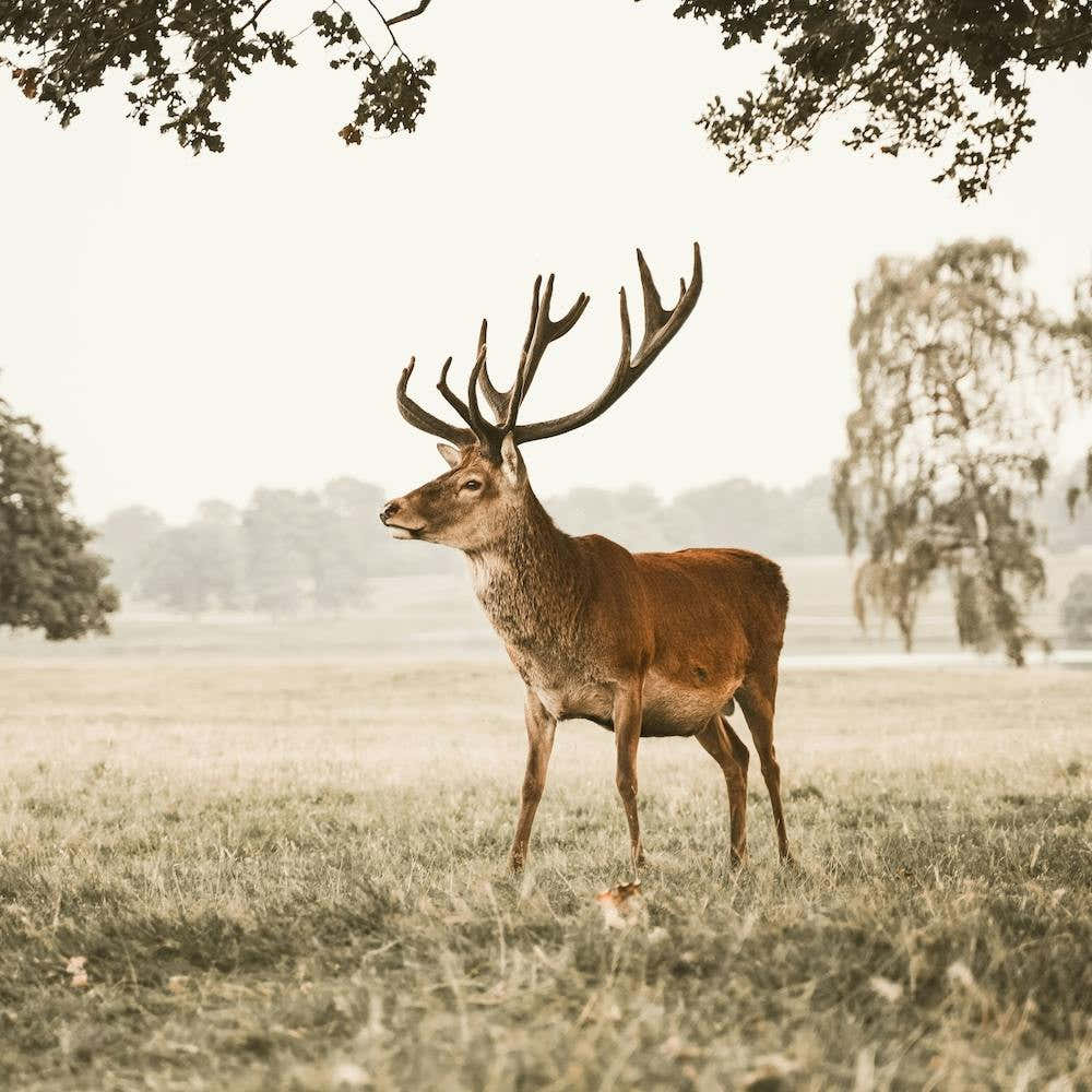 Buck Deer Square