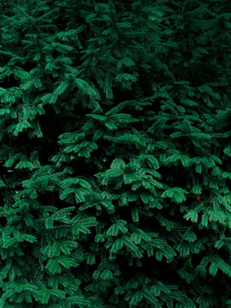 Coniferous Shrub