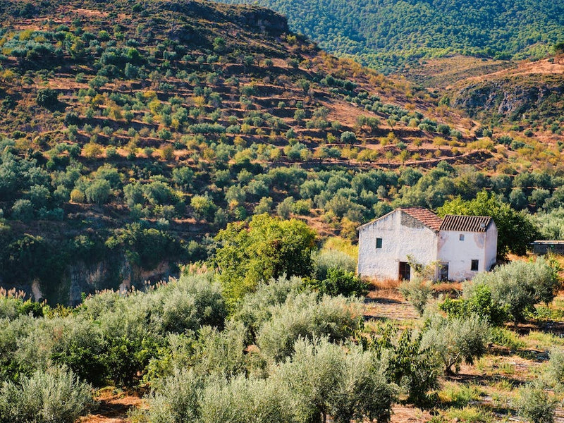 The Spanish Farmhouse