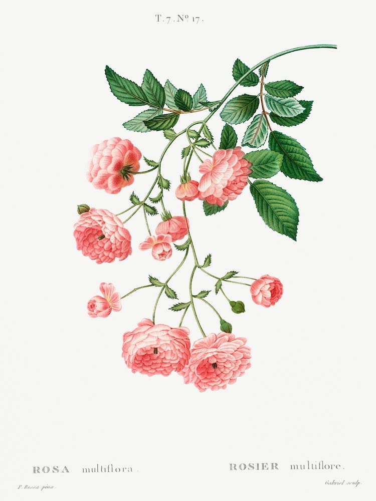 Rambler Rose, Pierre Joseph Redoute