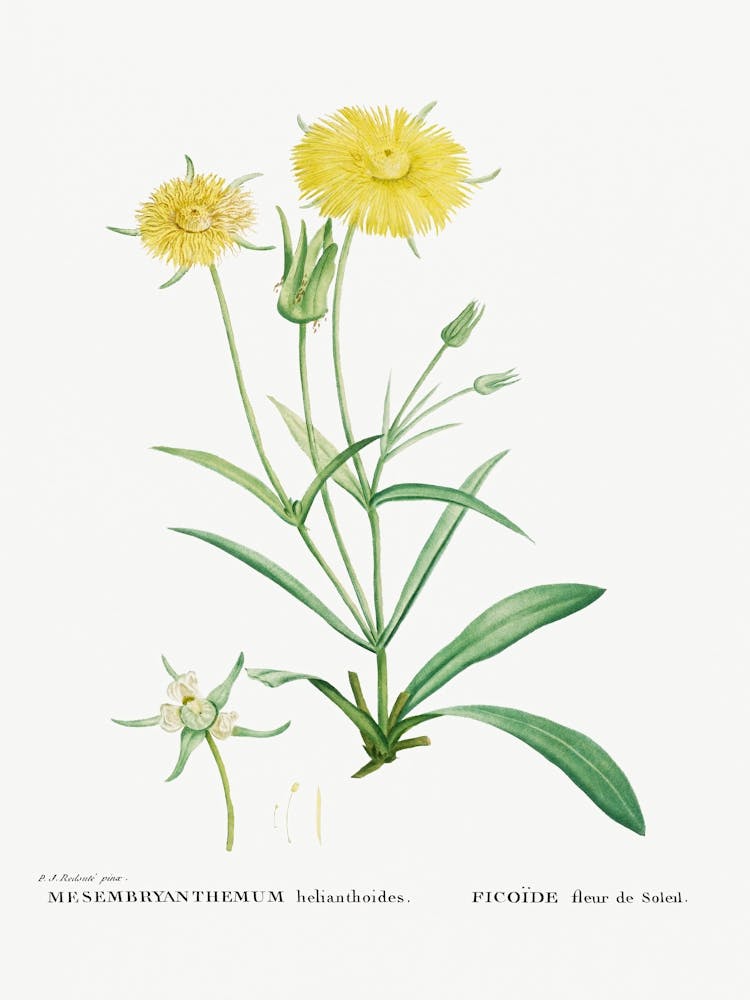Mesembryanthemum Helianthoides, Pierre Joseph Redoute