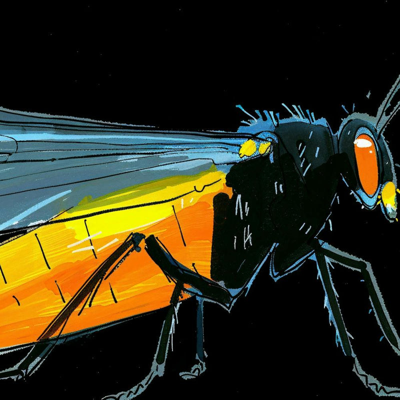 Beetle 1