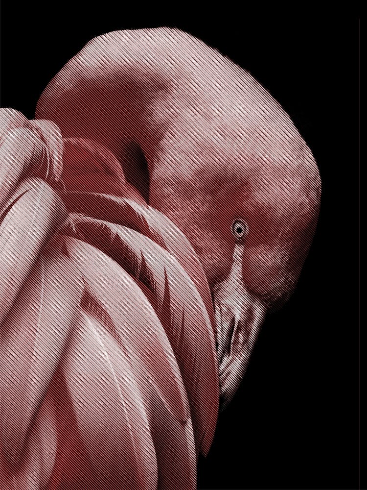 Flamingo Line Art 1