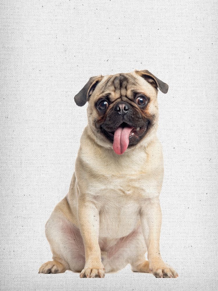 Mops I