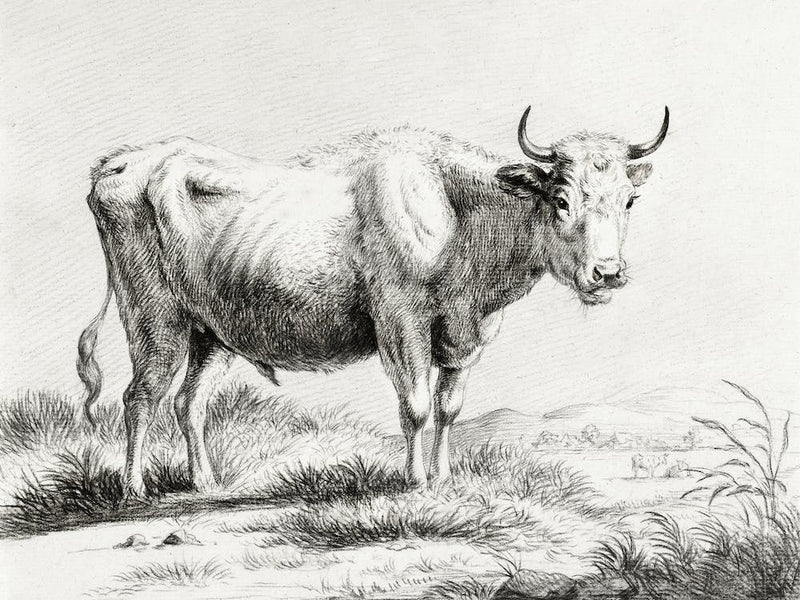Standing Cow 6, Jean Bernard