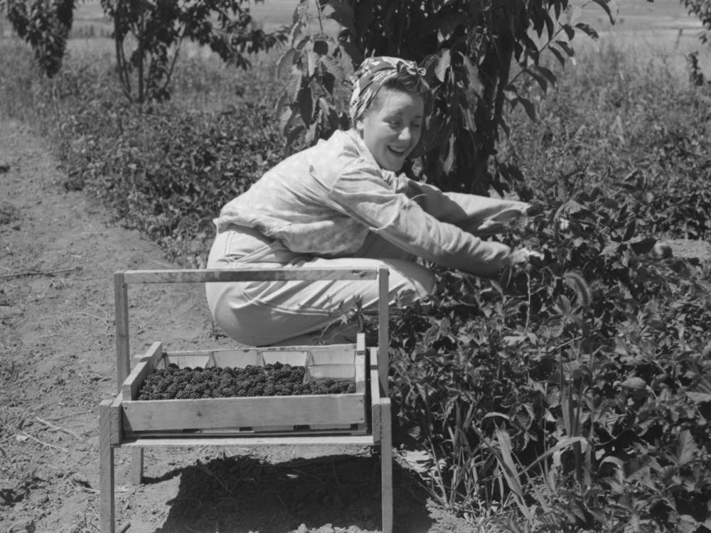 Untitled Photo, Possibly Related To Young Town Girl Picking Berries In Cache County, Utah, Because Of Diversification