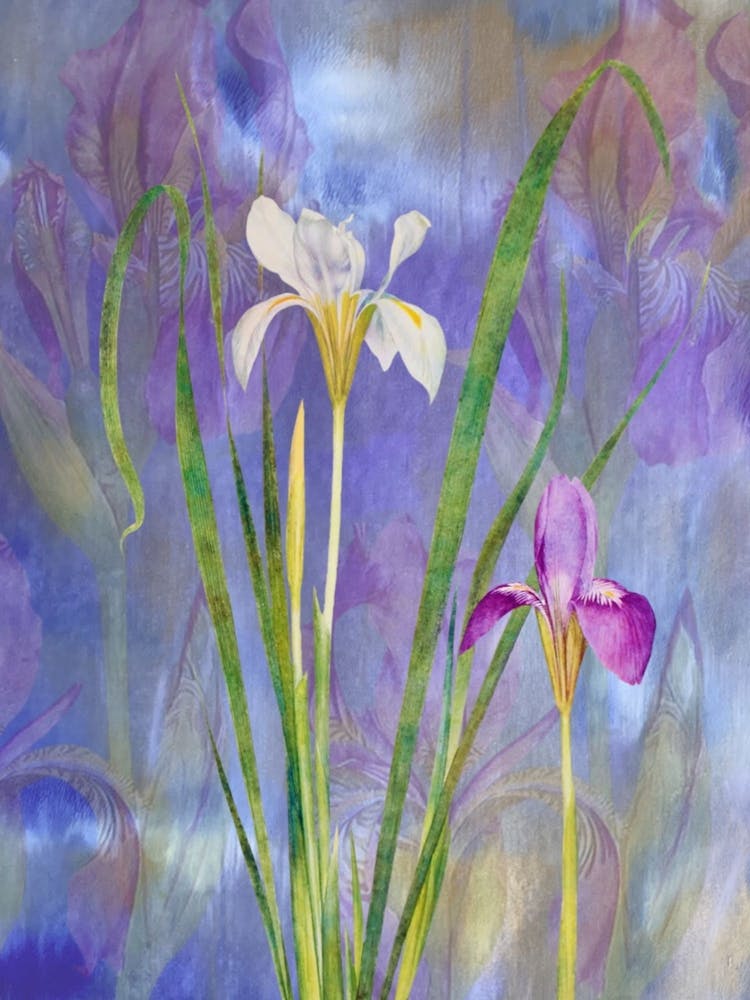 Irises
