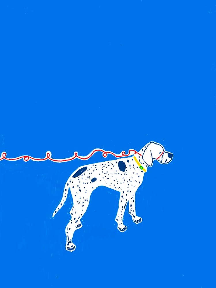 English pointer on a walk