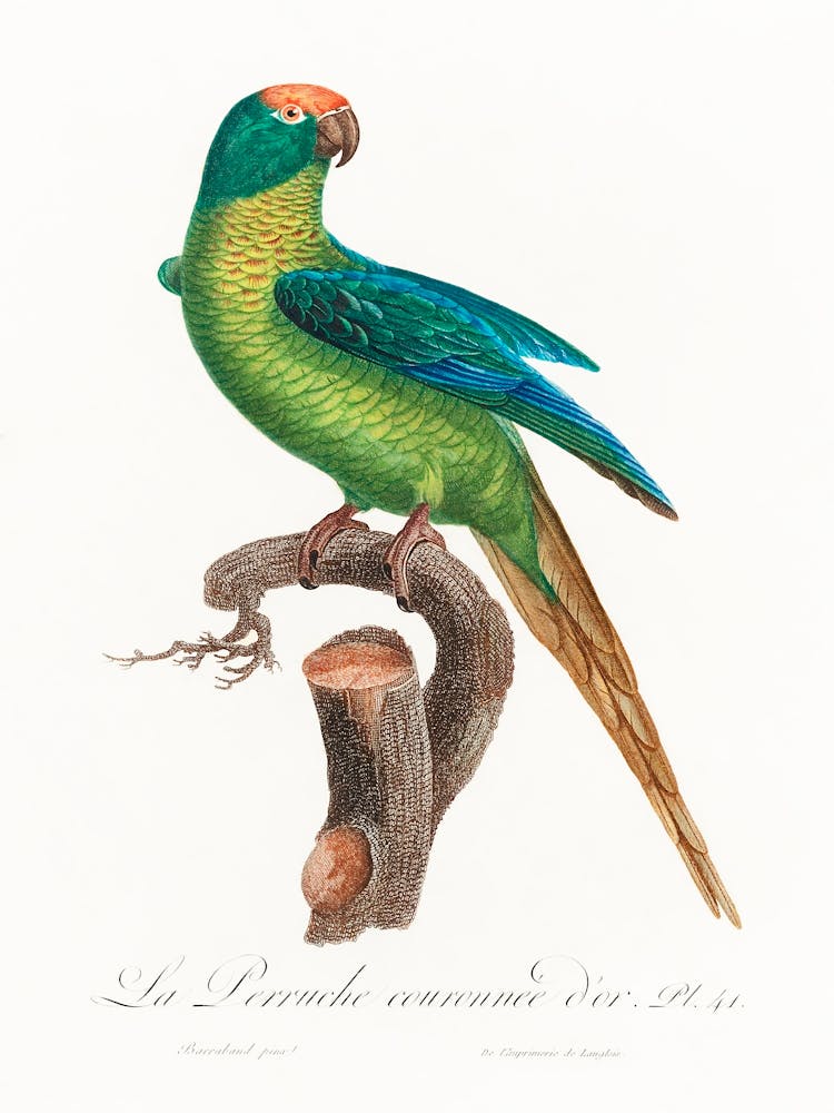 The Peach Fronted Parakeet From Natural History Of Parrots, Francois Levaillant