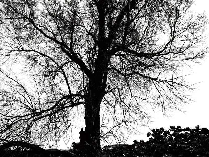 Silhouette Of Bare Tree Black And White 1