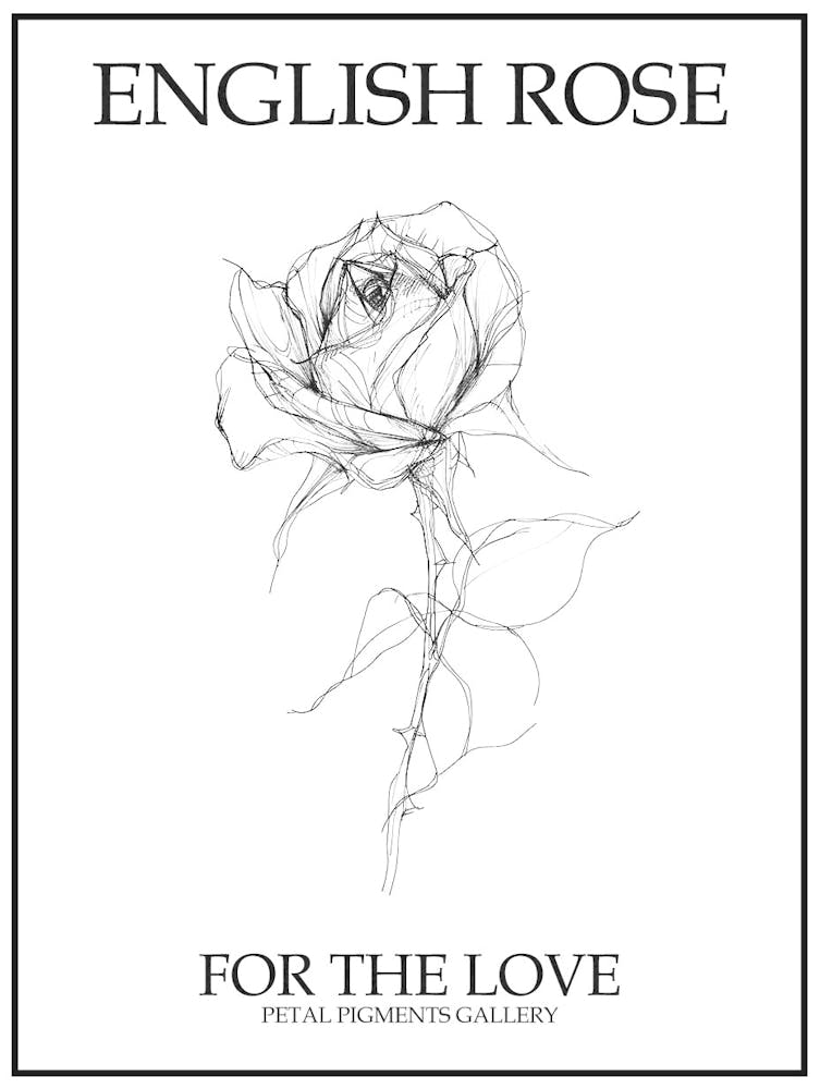 English Rose Black And White Line Drawing 39 Poster