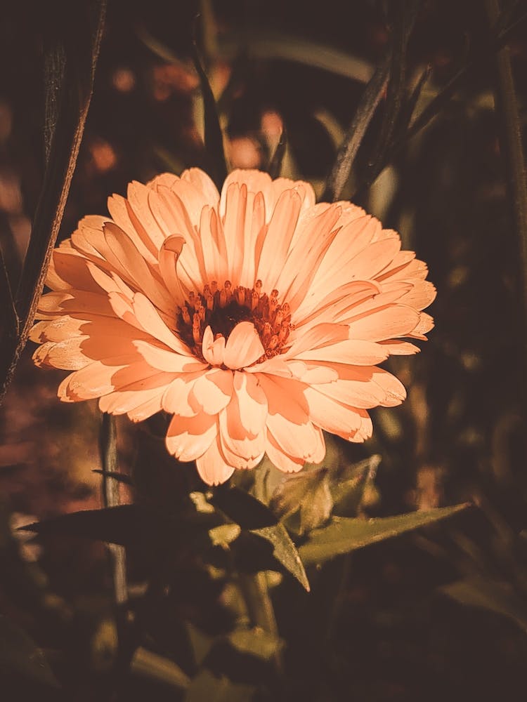 Flowers II