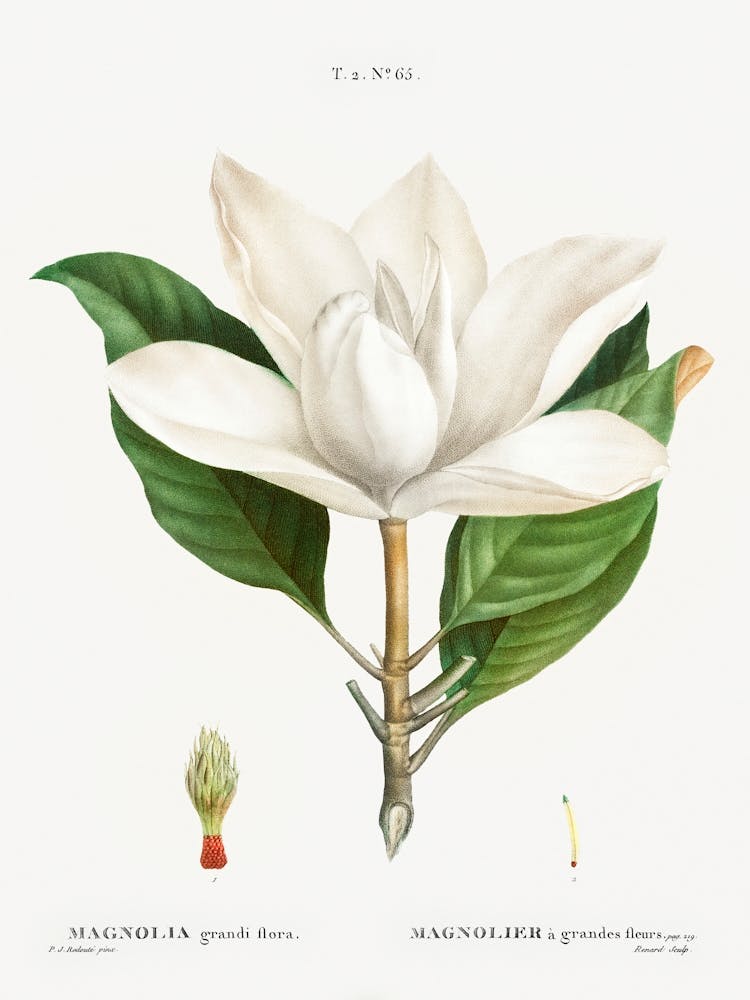 Southern Magnolia, Pierre Joseph Redoute