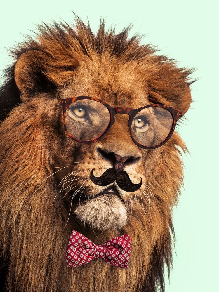 Moustache Lion