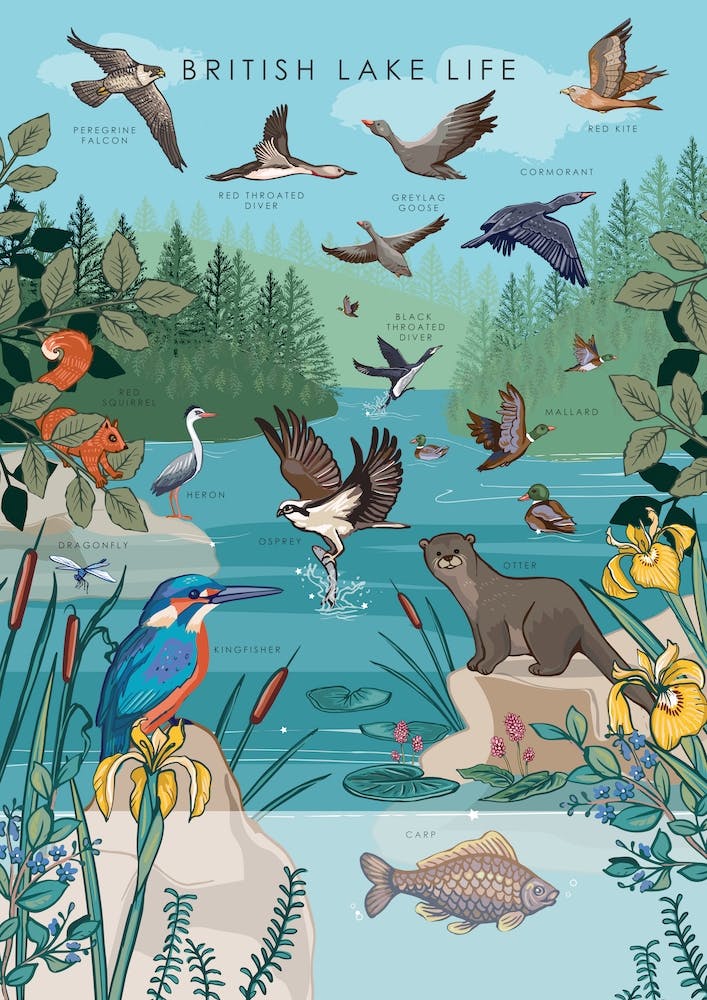 British Lake Life 