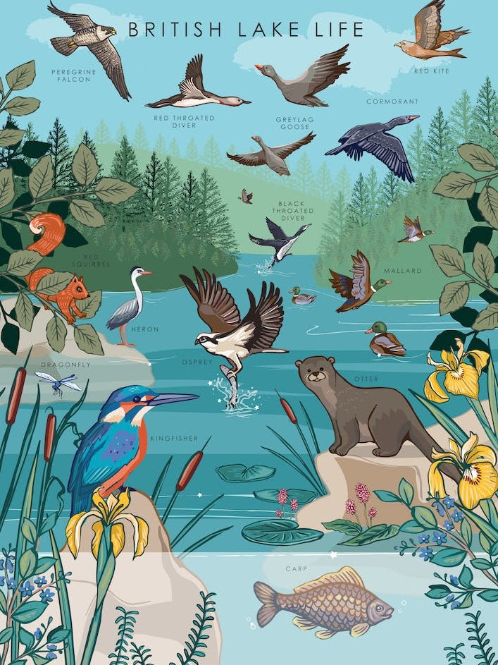 British Lake Life 