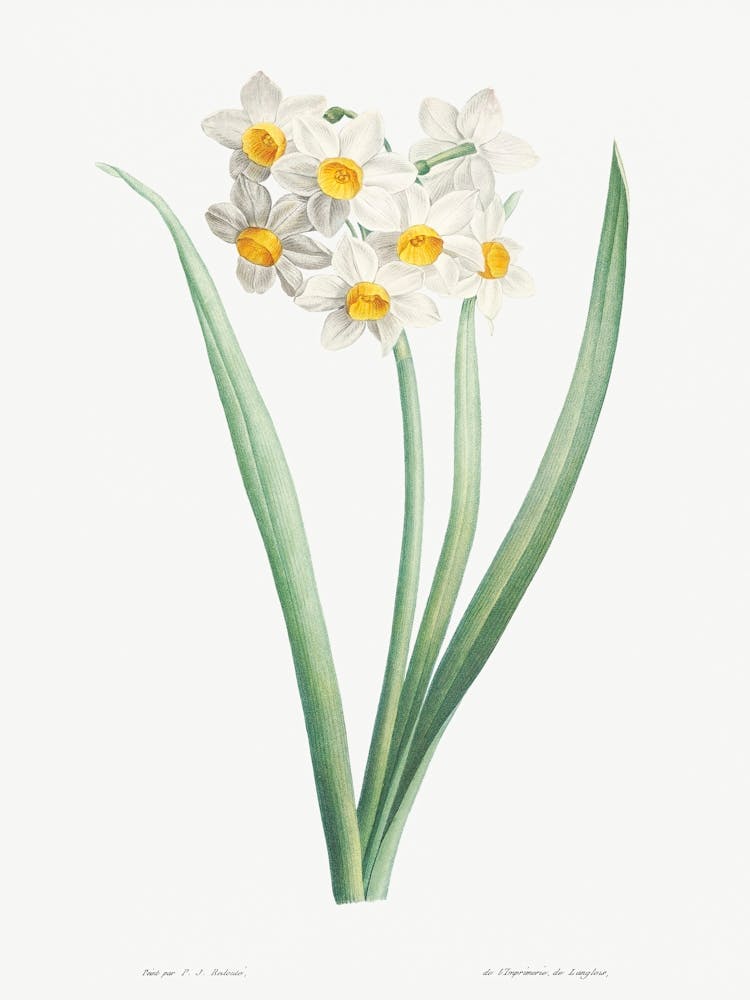 Narcissus From La Botanique De J