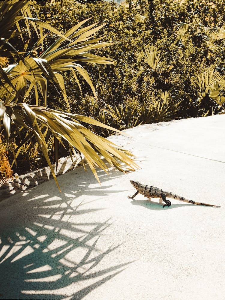 Iguana Near Beach