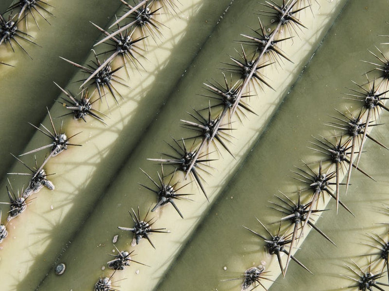 Cactus Spikes