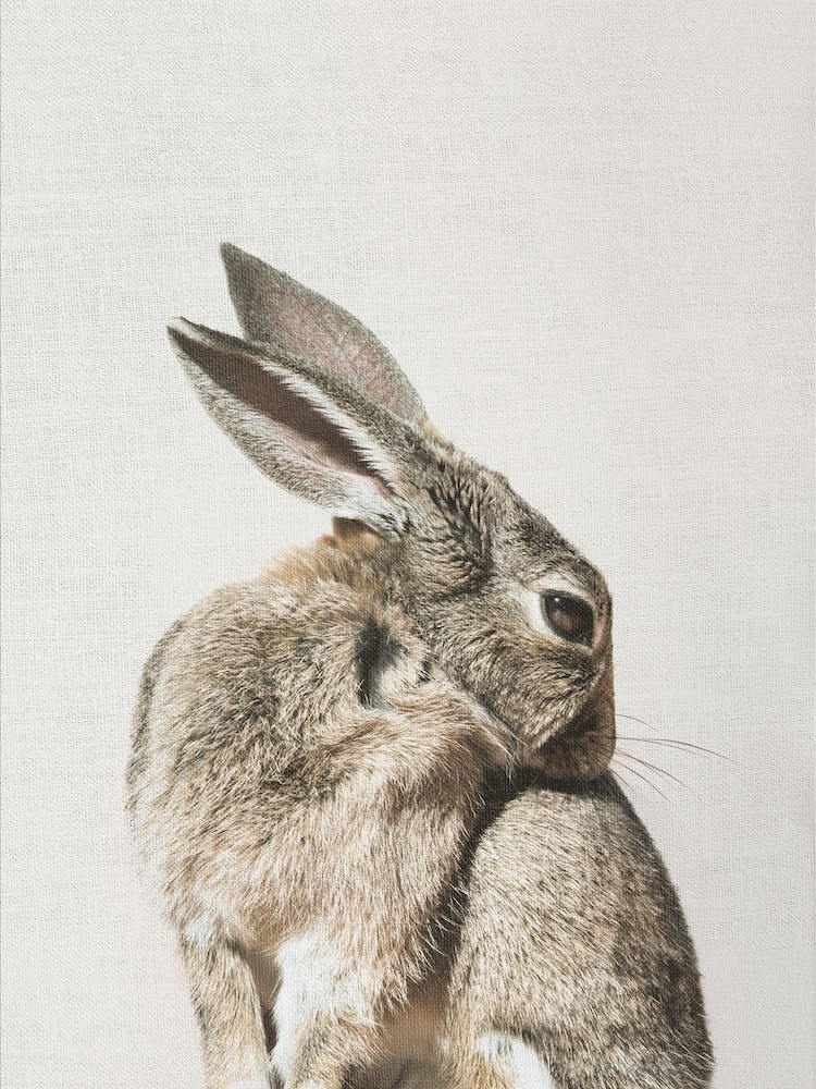 Coy Bunny